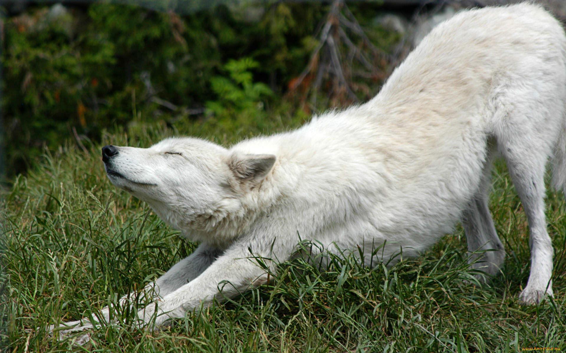 Белая волчица лежит